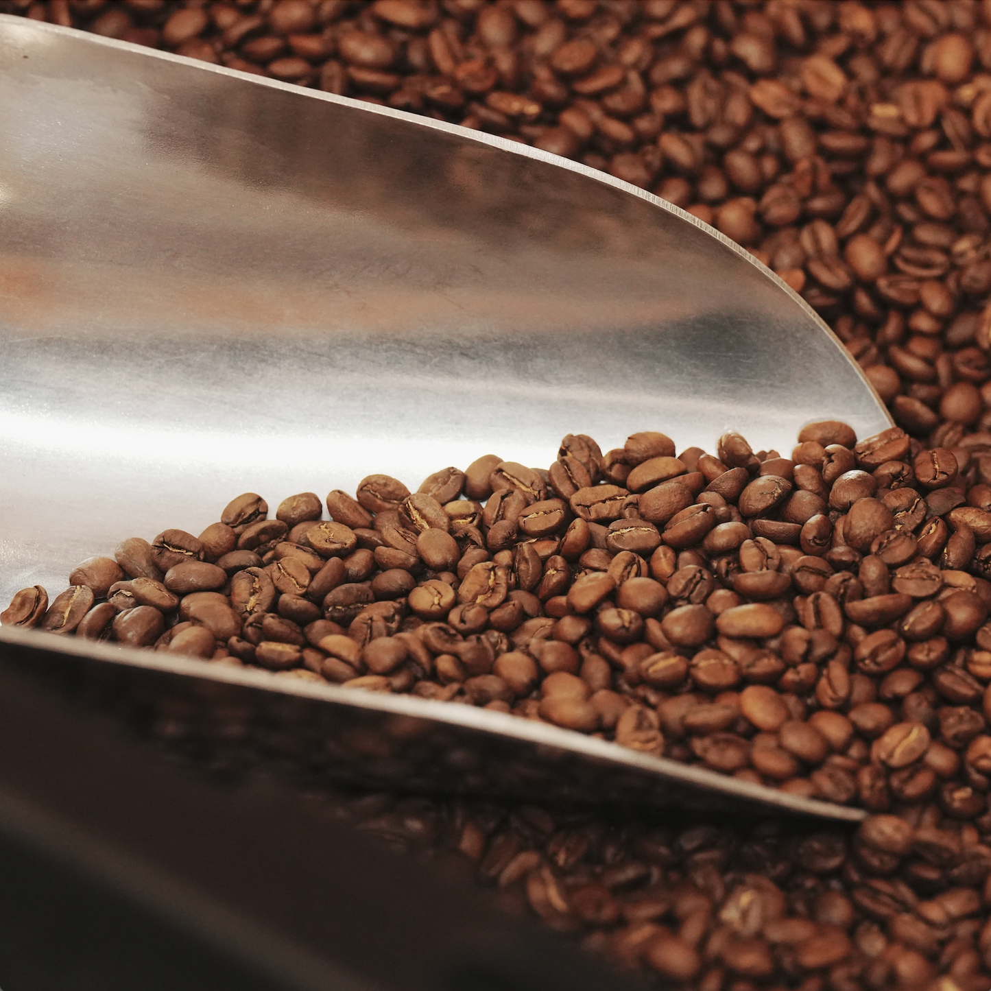 COZY BLEND - For Everyday Brew